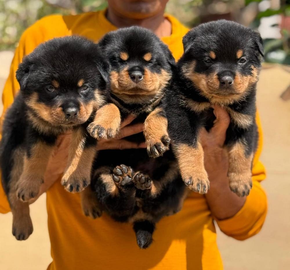 Puppies for sale in Bangalore
