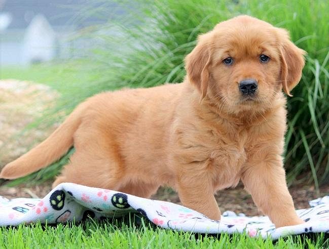 Puppies for Sale in Bangalore: Find Your Perfect Puppy