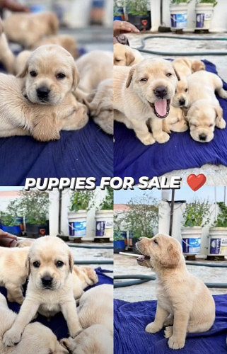 Puppies for sale