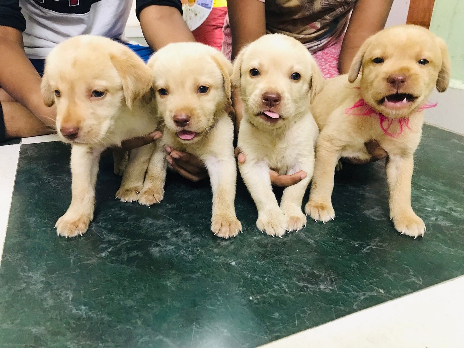 Puppies for sale