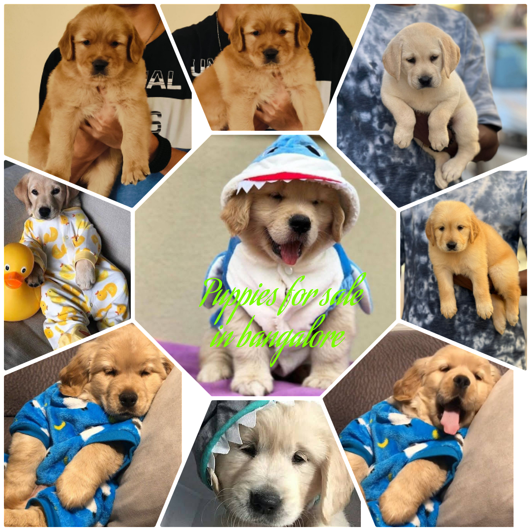 Puppies for sale in Goa