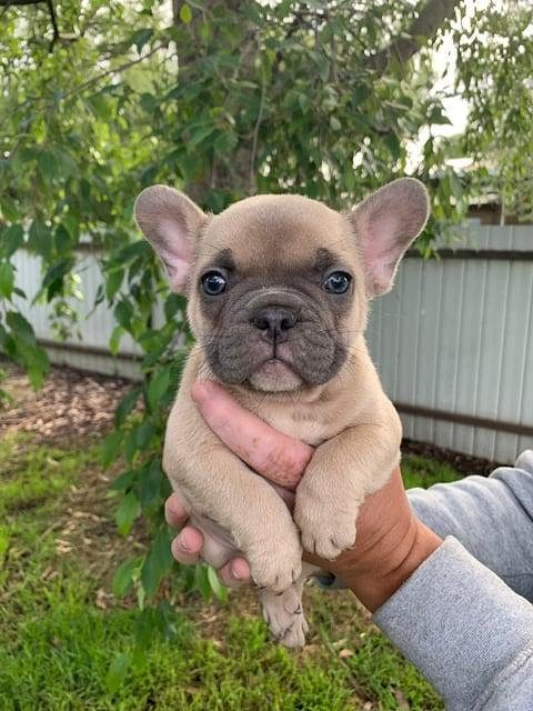 Best Puppies for Home – Choose Your Ideal Pet