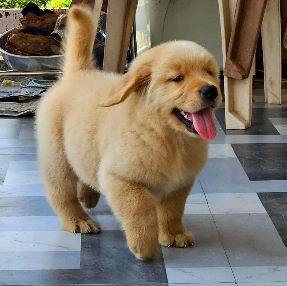 Best puppies for home