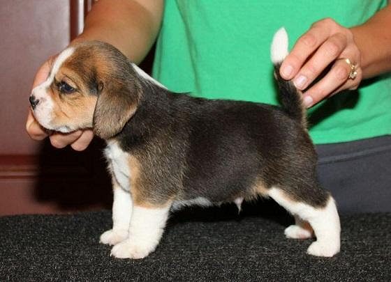 Puppies for Sale: How to Find the Right Puppy for Your Family