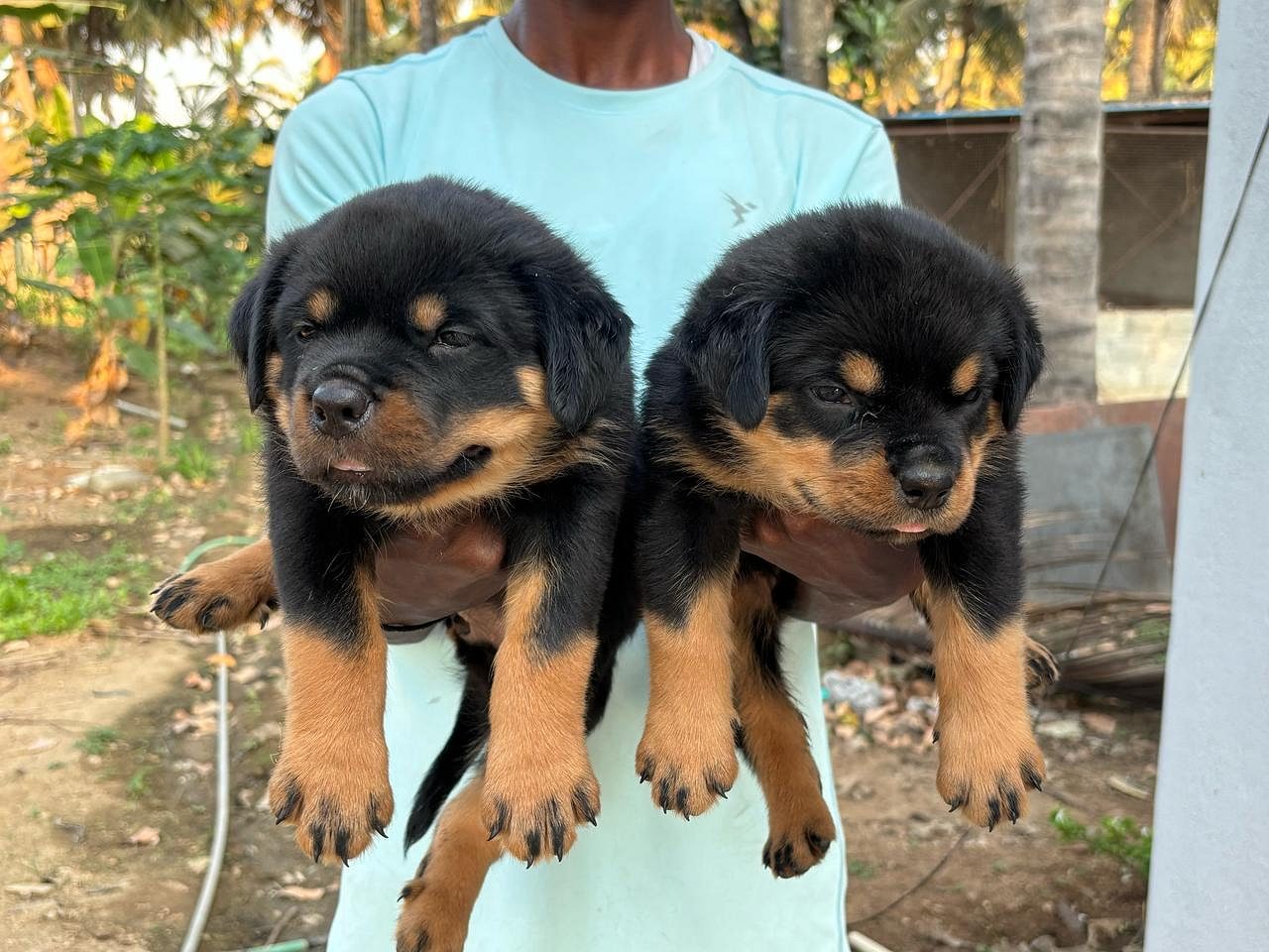 Puppies for Sale in Hyderabad
