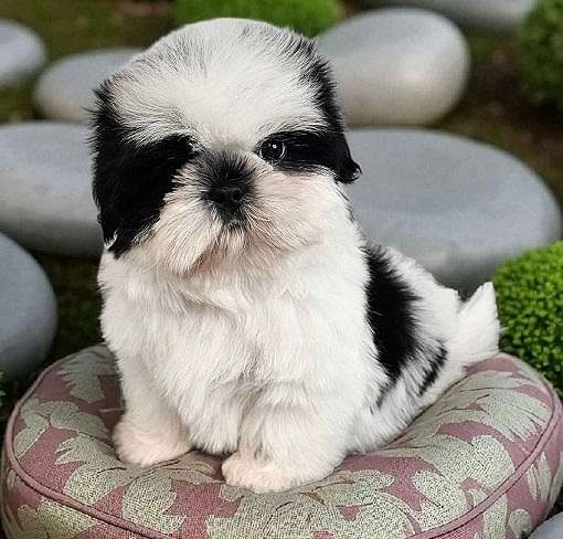 Puppies for Sale in India: Find Your Perfect Companion
