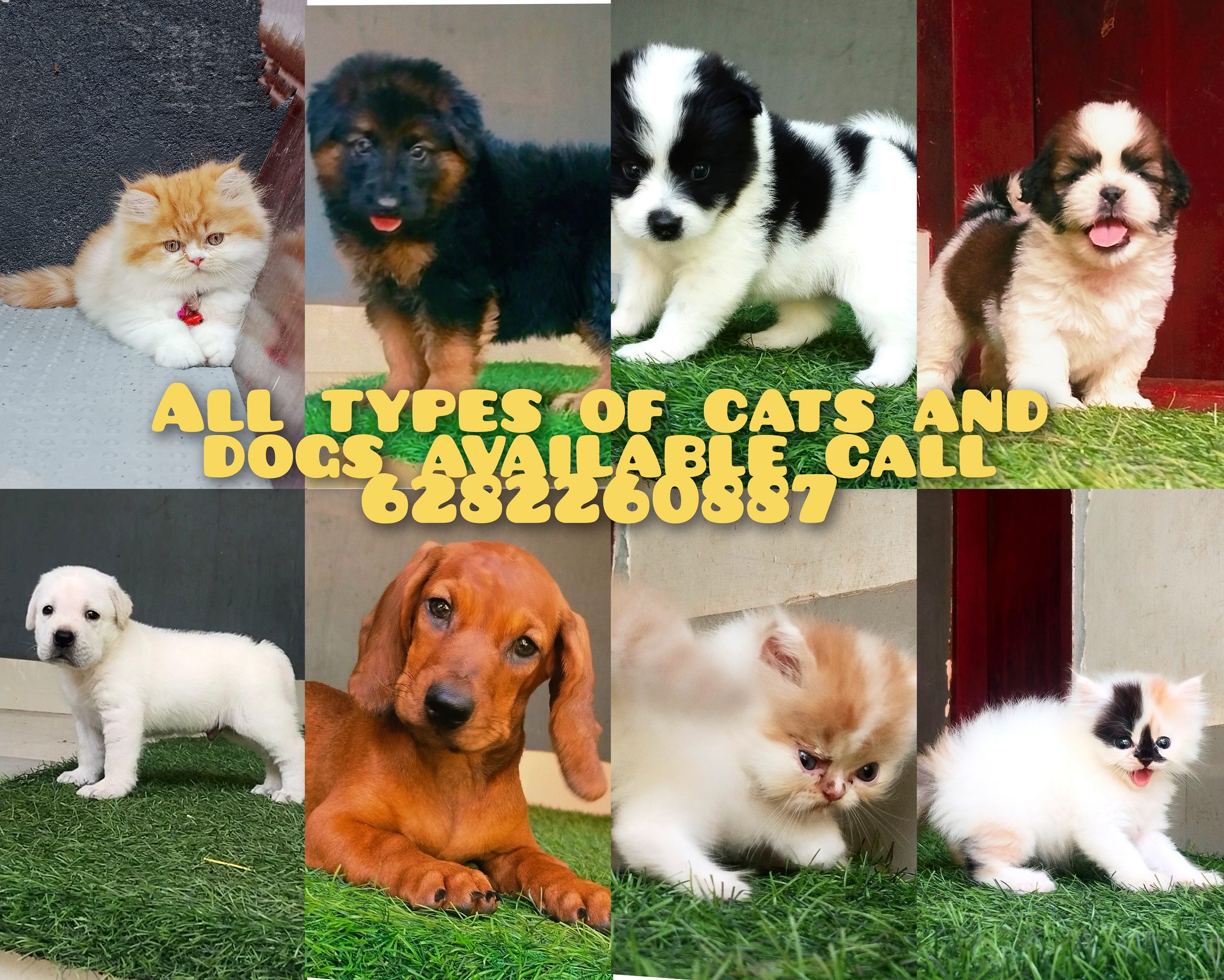 Puppies and kittens available call 6282260887