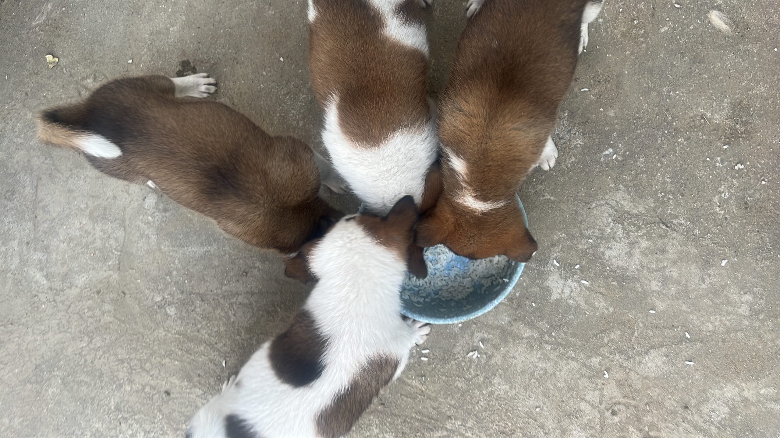 PUPPIES FOR SELL