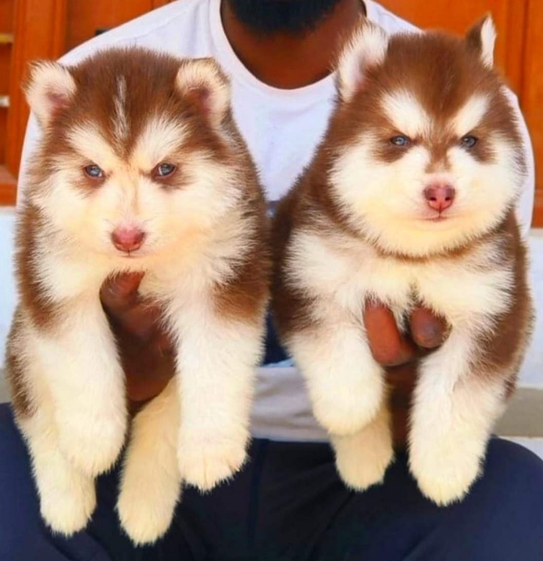 Puppy for Adoption in Goa