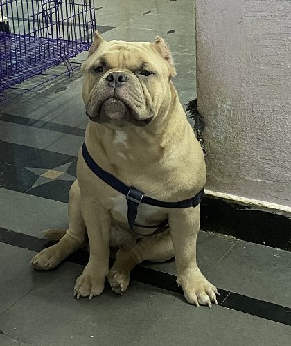 Puppy American bully