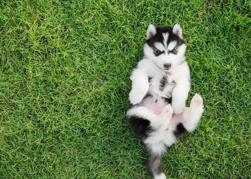 Puppy Dogs for Sale: Find Your Perfect Companion