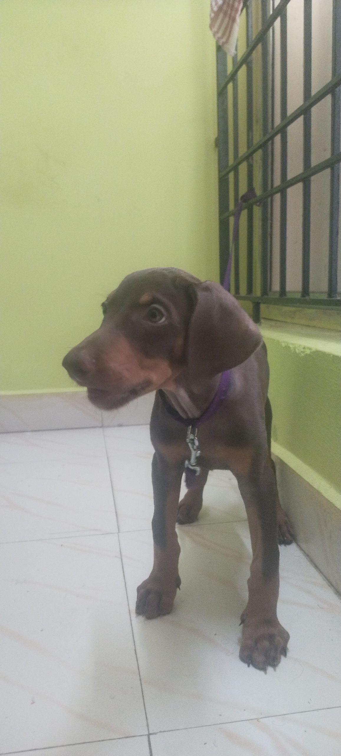 Puppy for sale