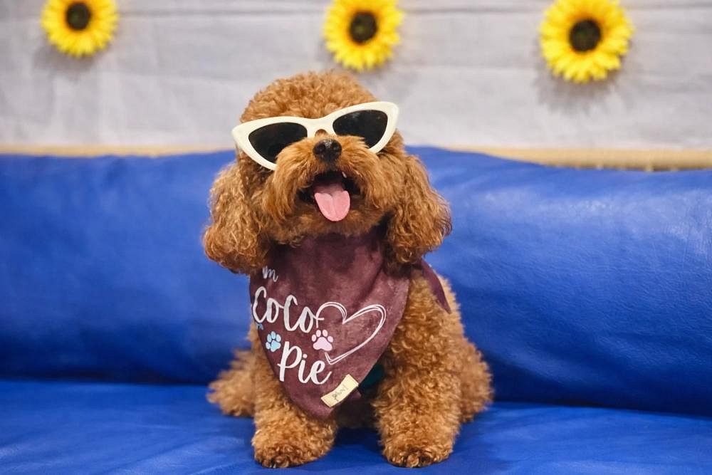Puppy Dogs Price: Buying Guide for New Pet Owners
