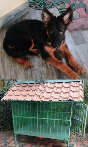 PUPPY GERMAN SHEPHERD