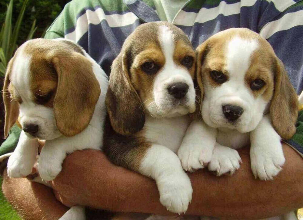 Puppy price in India 2026