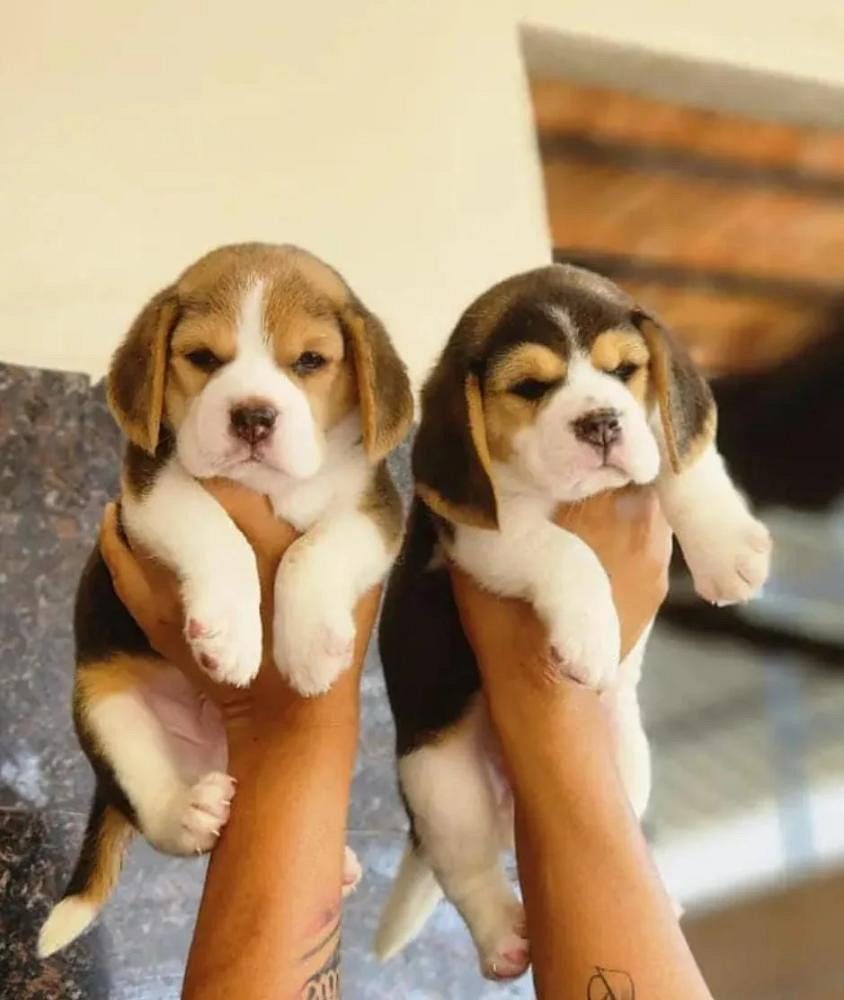 Puppy sellers in Bangalore