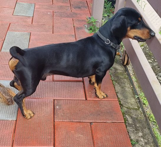 Pure breed Dash for sale