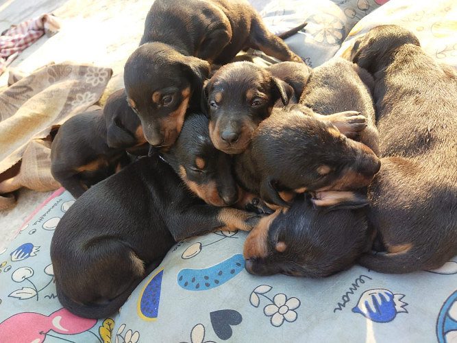 Pure breed Dobermann puppies