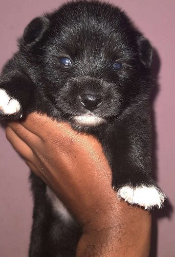 Pure breed mini pom puppies  4 sale