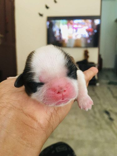 Pure breed shih-tzu puppies for sale , with certificate