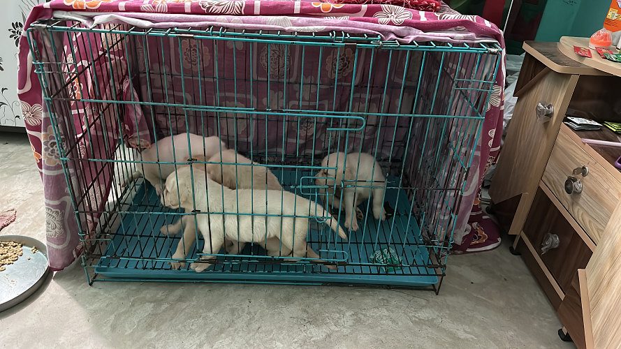 Pure breedLabrador Retriever for sale in kolkata