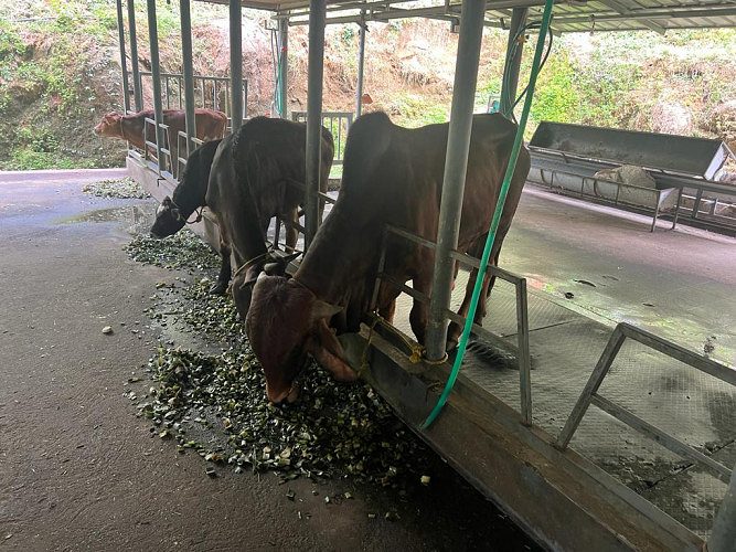 Pure GIR bull or sale