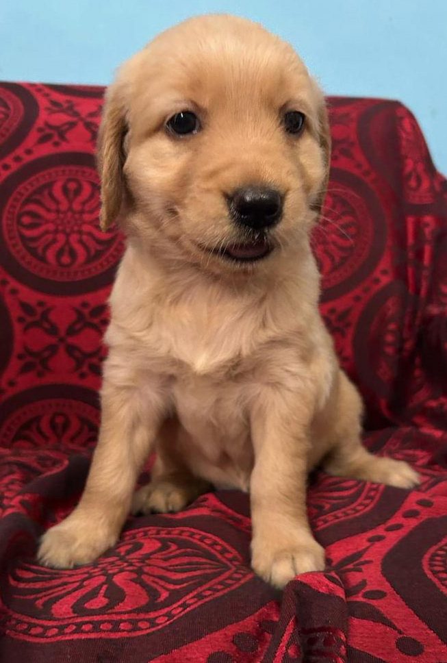 Pure Golden Retriever Puppies Available
