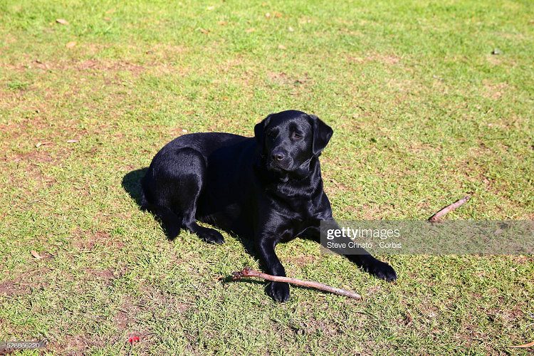 pure imported Labrador dog for sale