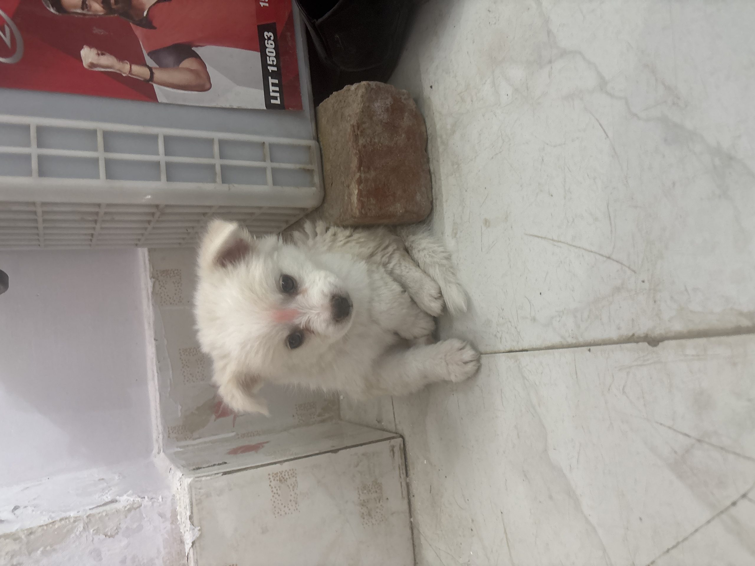 Pure Indian spitz (pomeranian ) female