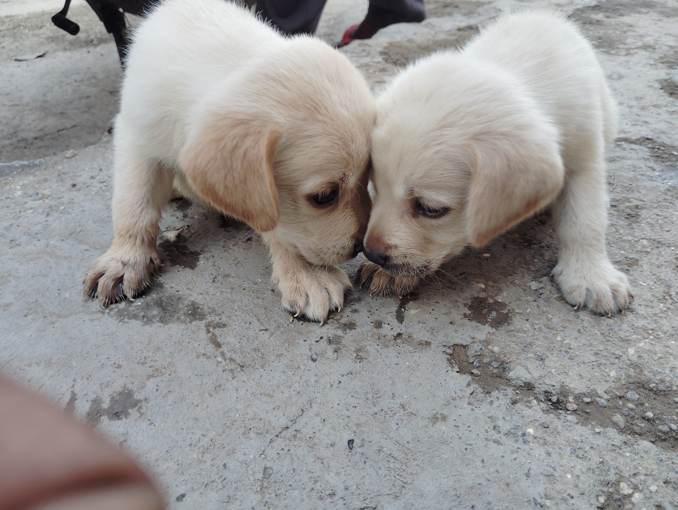 Pure labrador male female available