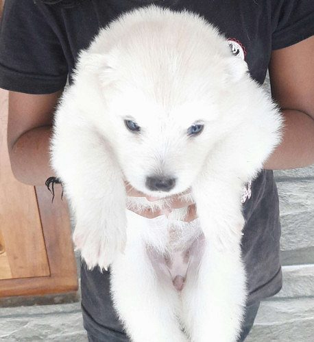 Pure mini pom puppies  4 sale