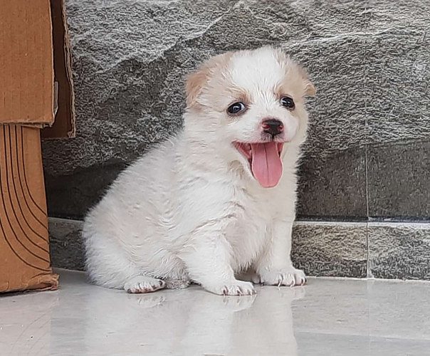 Pure mini pom puppies  available  4 sale pure quality 