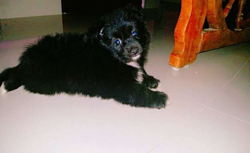 Pure quality  mini pom puppies  avaible  4 sale 