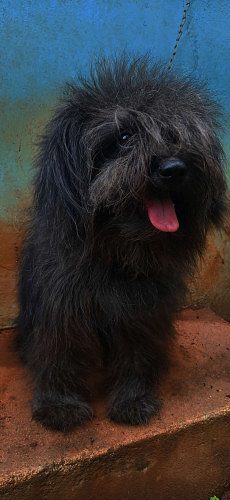 Pure quality miniature  lasapso female 9 months old female 4