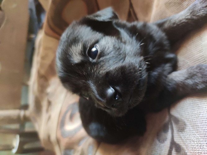 Pure rare black Dash for sale(male and female)1month age