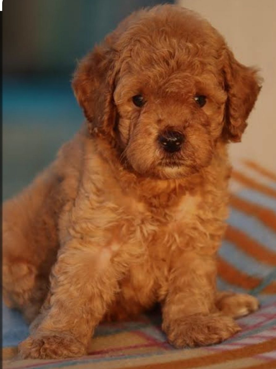 Pure toy poodle puppies 🐶🐶