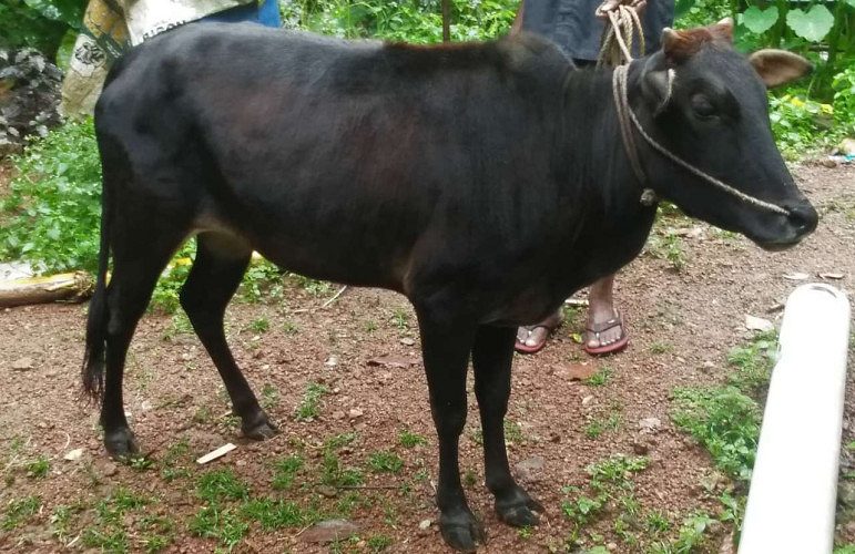 Pure vechoor cow and buffalo for sale