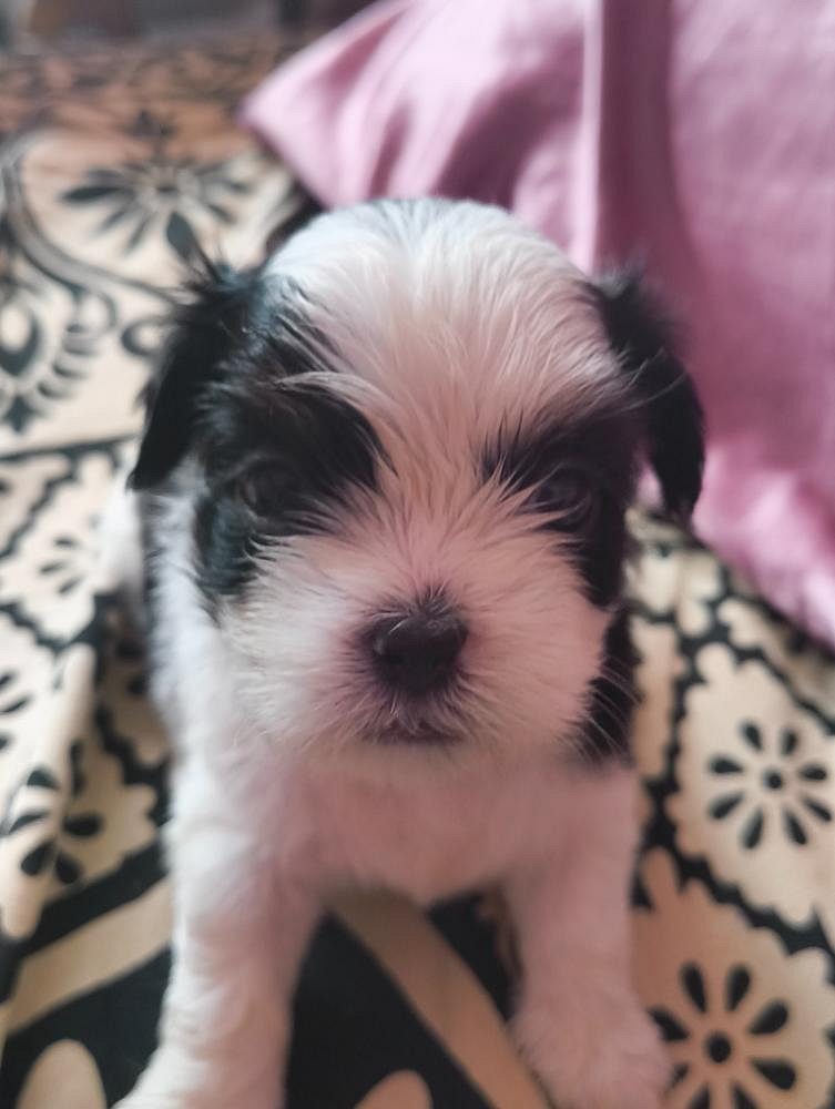 Purebred Shih Tzu Puppies for Sale – Healthy & Playful