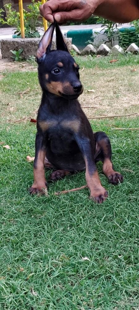 Quality Doberman puppy for sale..9927332288