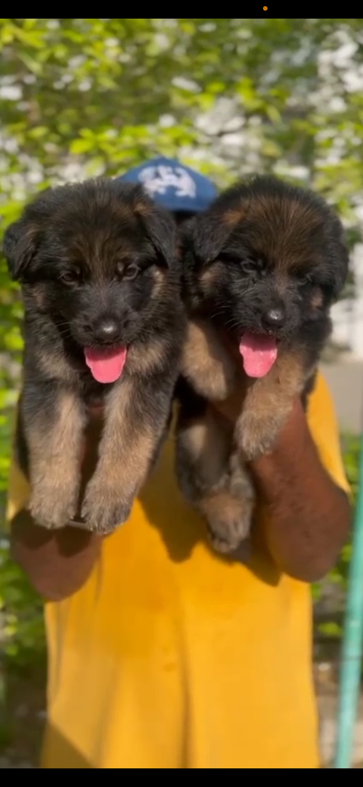 QUALITY GERMAN SHEPHERD