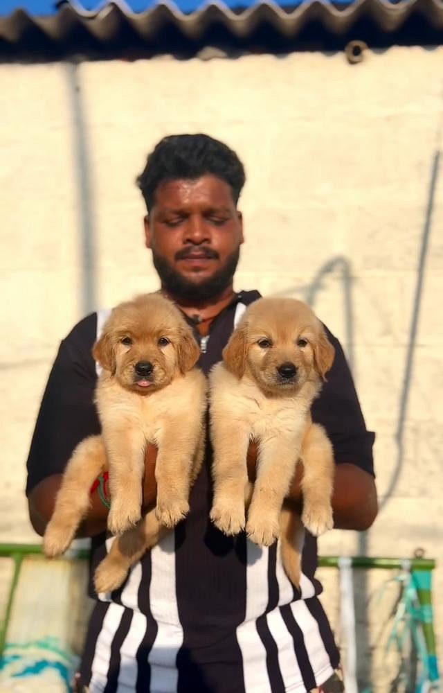 QUALITY GOLDEN RETRIEVER MALE FEMALE