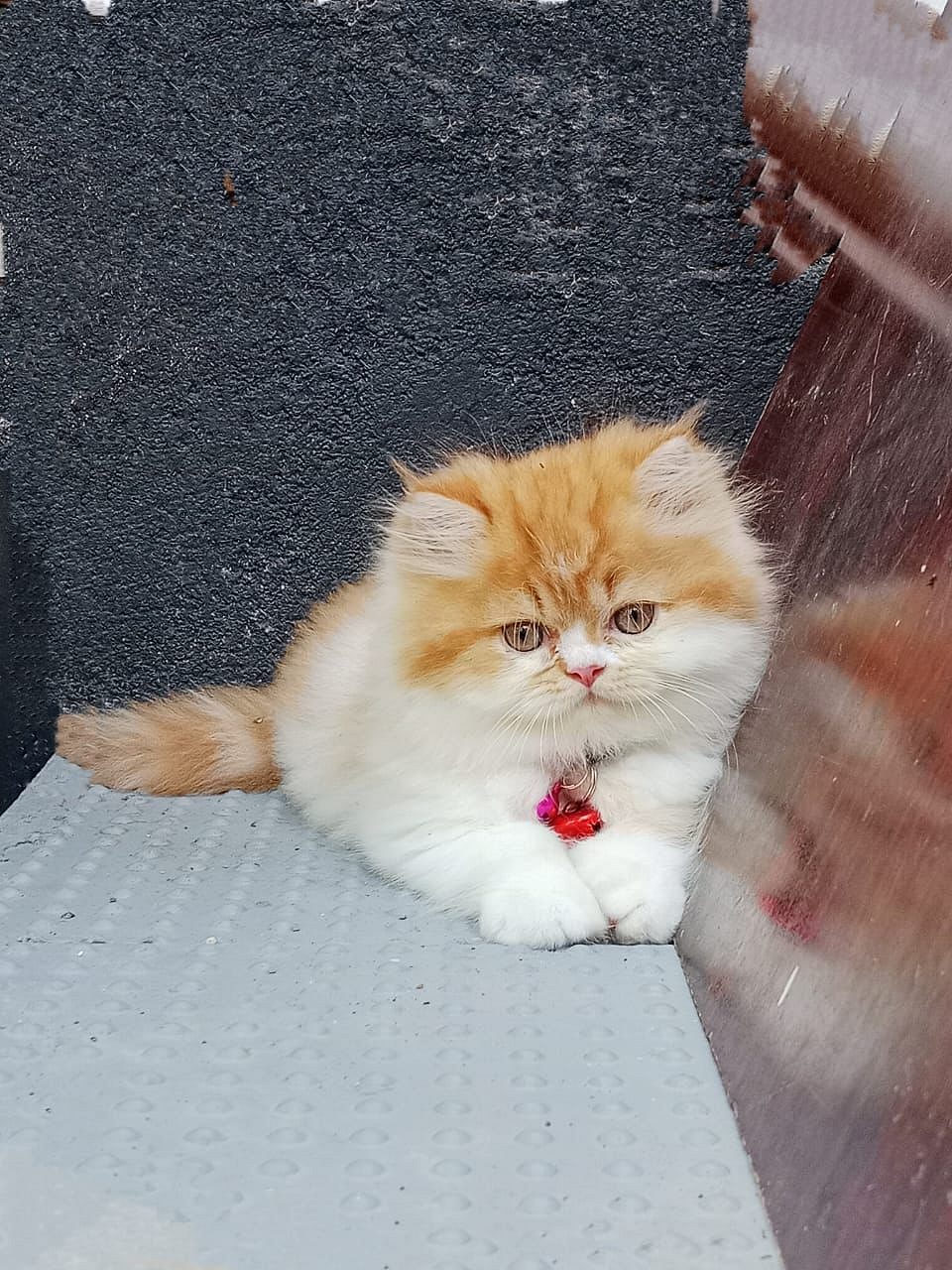 Quality kittens available call 6282260887