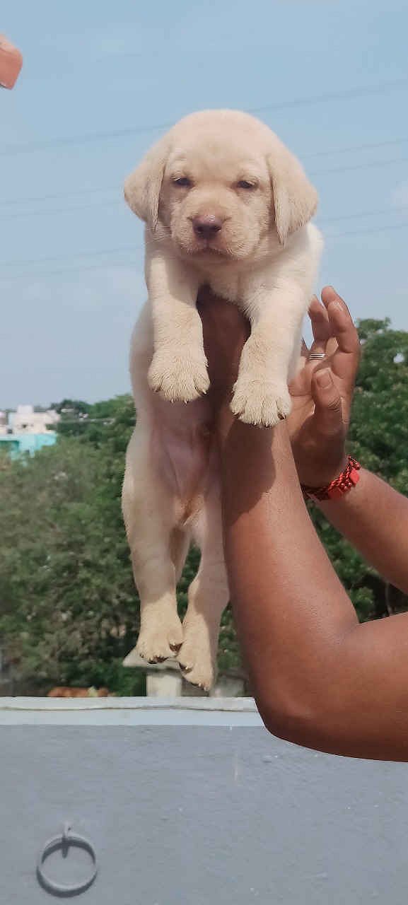 Quality lab puppy