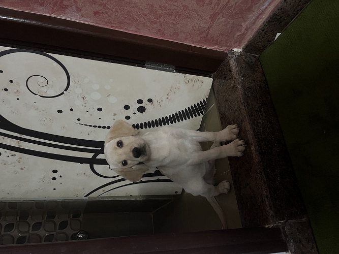 quality Labrador dog