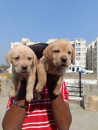 Best Quality Labrador Puppies Available Trust Kennel