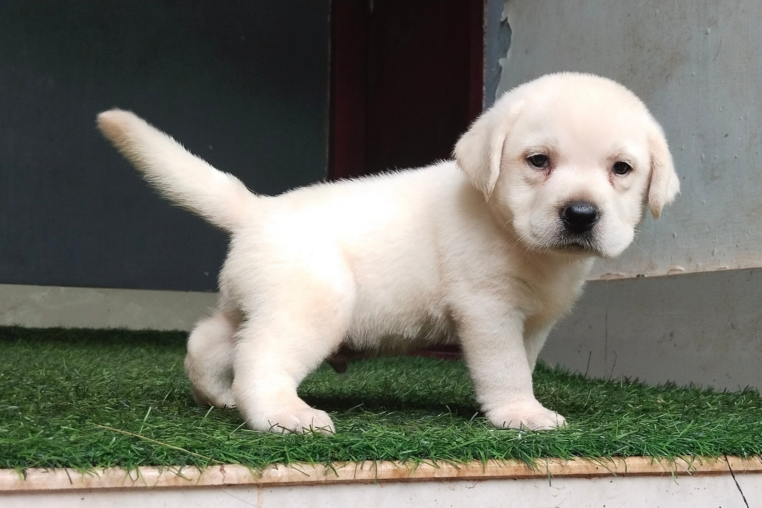 Quality Labrador puppies available 6282260887