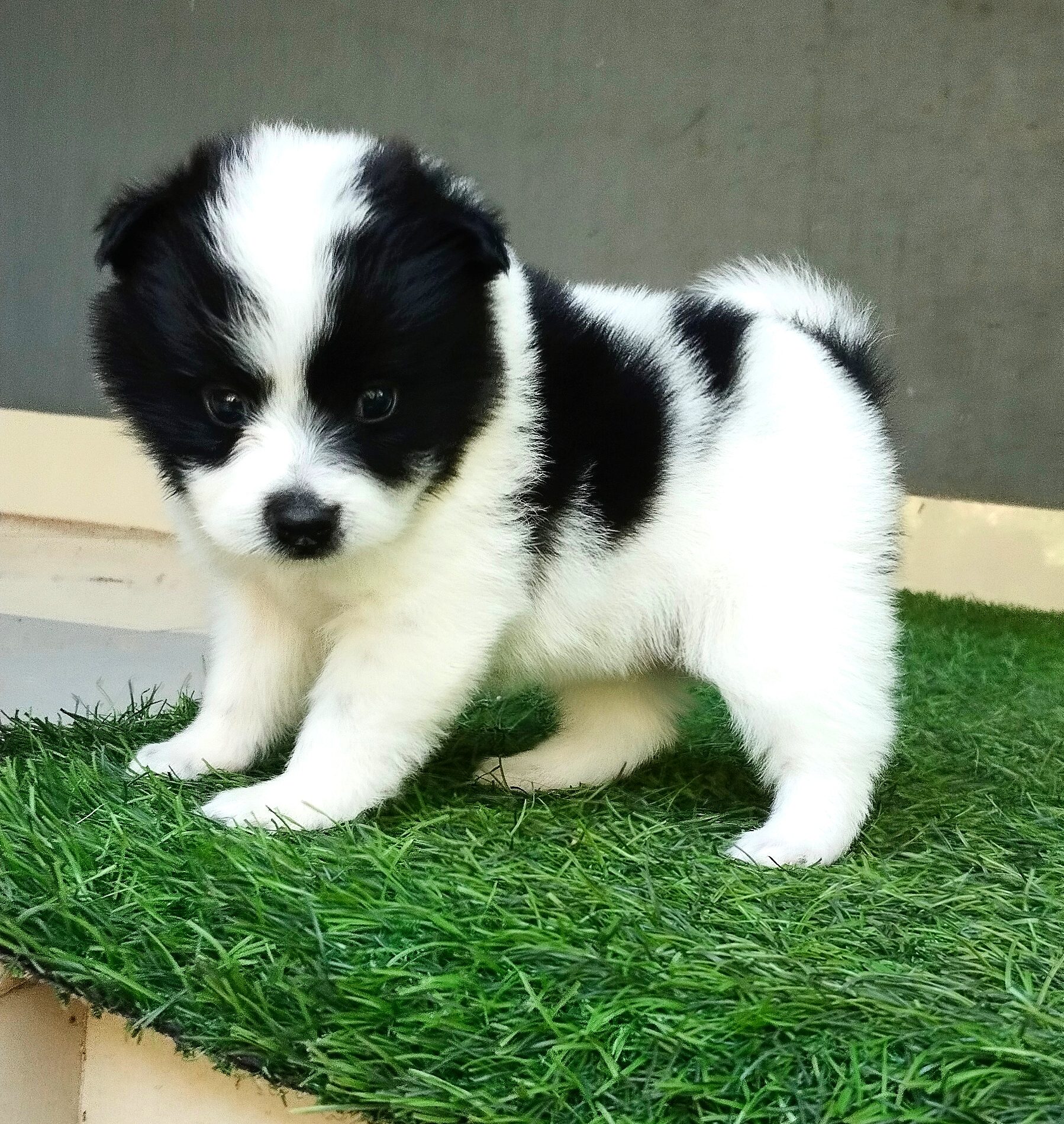 Quality mini pom puppies call 6282260887