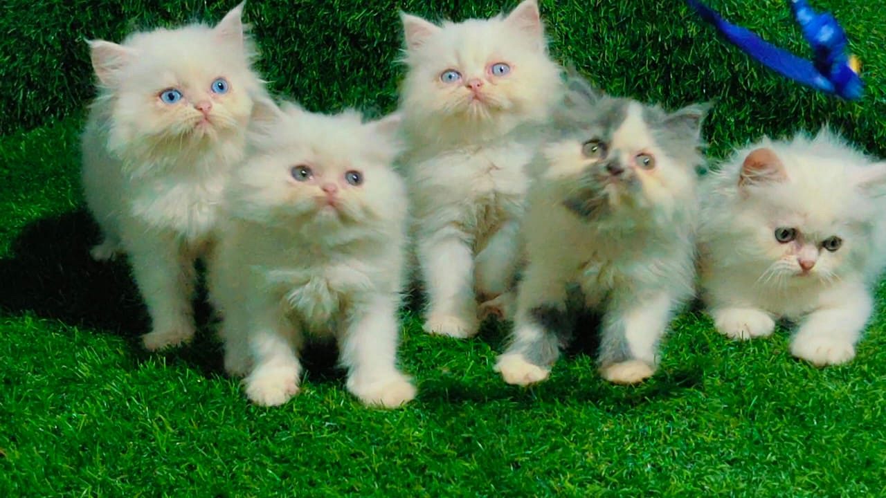 Quality persian cats available contact 6282 260 887