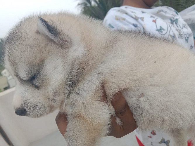 Best quality puppies for sale