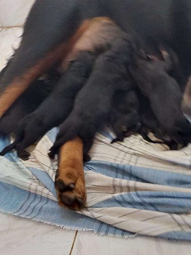 Quality rottweiler puppies for sale .booking started
